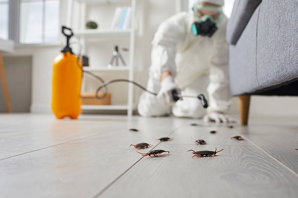 Post-Treatment Bed Bug Interceptor Monitoring in Blue Ridge